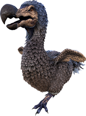 dodo